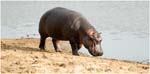 083. Hippo by the Mara