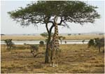 086. Giraffe in the northern Serengeti