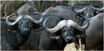 088. Buffaloes, north Serengeti