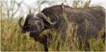089. Buffalo with tick bird, northern Serengeti