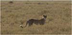 091. Cheetah hunting, Serengeti