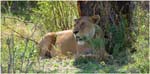092. Lion, Serengeti