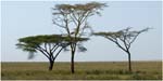 093. Flat topped acacias, Serengeti