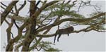 094 Leopard in a tree, Serengeti