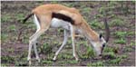 095.Thomson's Gazelle, Serengeti