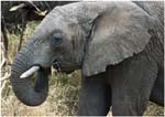097. Young elephant, Serengeti
