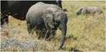 098. Young elephant, Serengeti