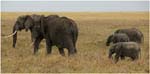 099. Elephants, Serengeti