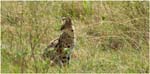 100. Serval, Serengeti