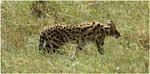 101. Serval, Serengeti