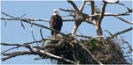 027. Bald Eagle nest near Baranof Island