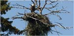 028. Bald Eagle nest near Baranof Island