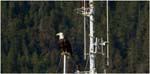 034. Eagle on boat mast, Sitka