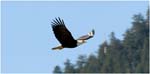 035. Bald Eagle, Sitka