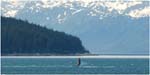 038. Humpback breaching in Glacier Bay
