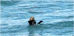 039. Sea Otter in Glacier Bay