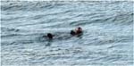 040. Sea Otter in Glacier Bay
