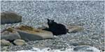 041. Black Bear in Glacier Bay