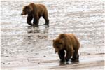 052. Bears on the beach