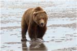 055. Bear on the beach