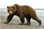 056. Curious bear on the beach