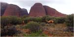 035 Camels at the Olgas