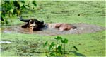 020. A happy water buffalo at Kamu village
