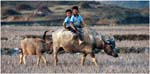 022. Boys on buffalo at Sin Ho