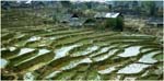 030. Rice terraces near Sapa