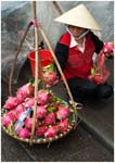 049. Hanoi Dragonfruit Seller