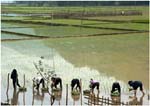 057. Rice planting at Ba Be