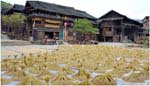 086. Rice drying in Chengyang