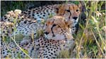 007. Cheetahs near Kwara camp
