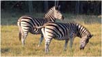 010. Zebras near Kwara camp