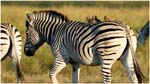 011. Zebra with oxpeckers