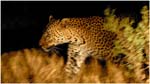 012. Leopard at night near Kwara camp.