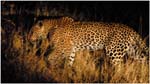 013. Leopard in spotlight