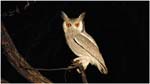 016. White faced owl