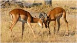 023. Young impalas at Kwara camp