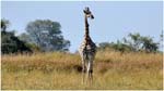 024. Giraffe at Kwara camp