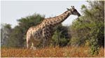 025. Giraffe at Kwara camp