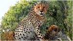 026. Cheetah at Kwara camp