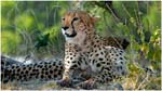 027. Cheetah at Kwara camp