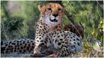 028. Cheetah at Kwara camp