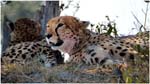 029. Cheetah at Kwara camp