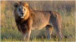 033. Kwara lion