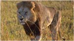034. Lion in Kwara grass