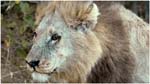 035. Kwara lion