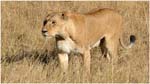 036. Female lion in Kwara grass