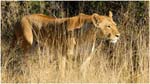 037. Female lion in Kwara grass